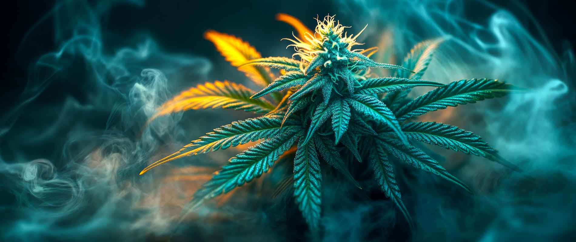 Cannabis Education - Twin Cities Green